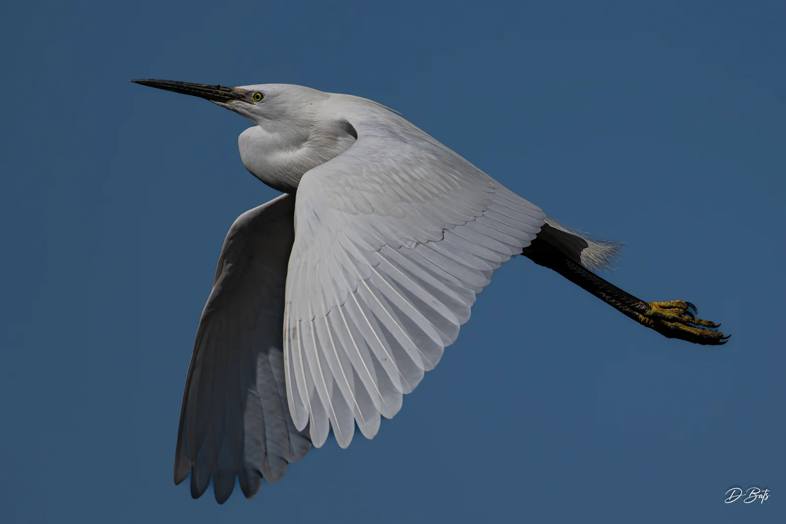 Aigrette garzette