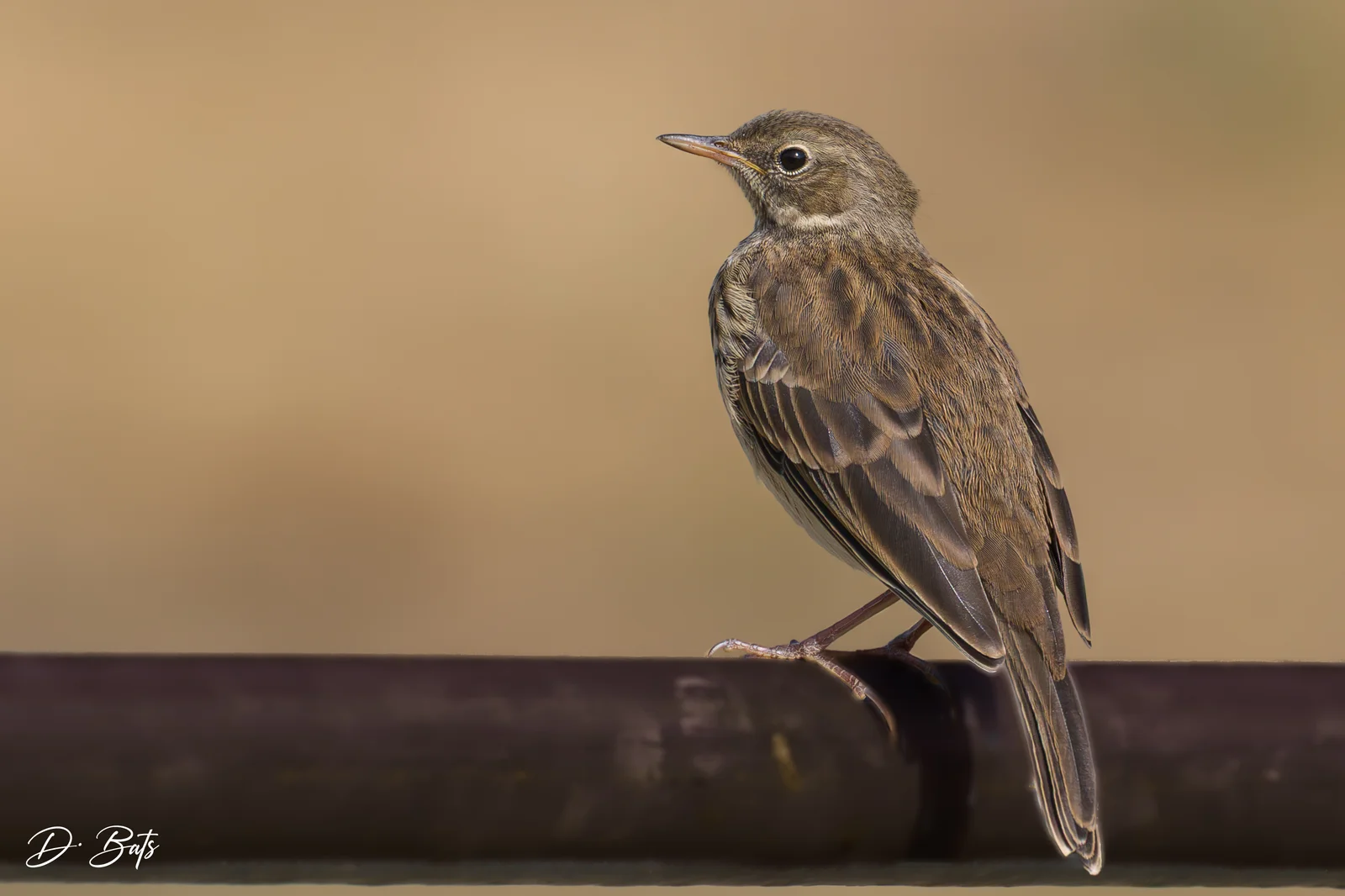 Pipit spioncelle