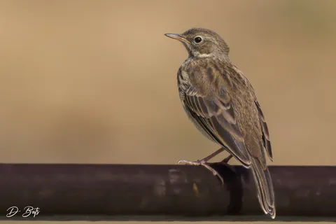 Pipit spioncelle
