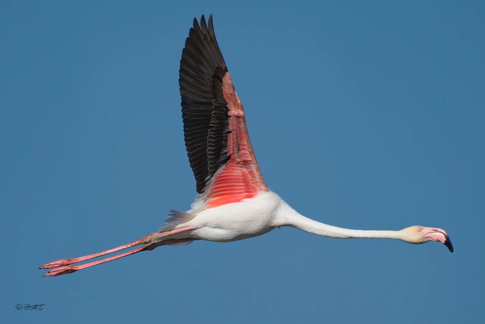 Flamant rose