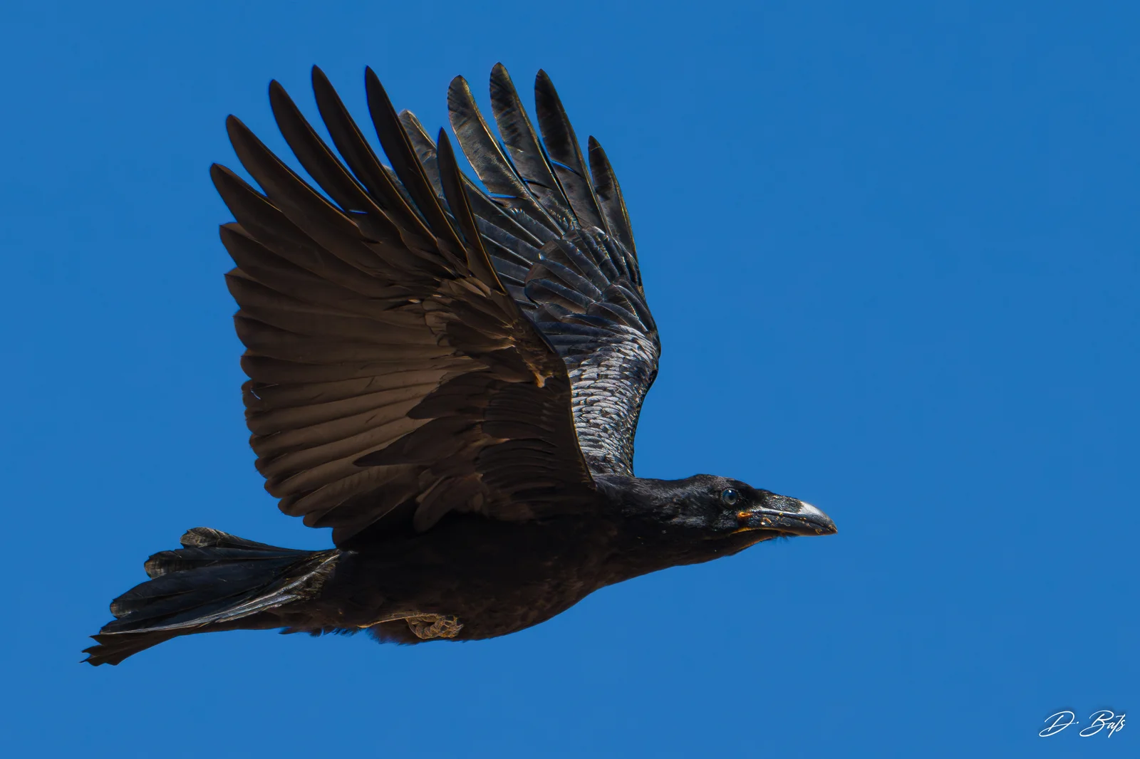 Grand Corbeau — ssp canariensis