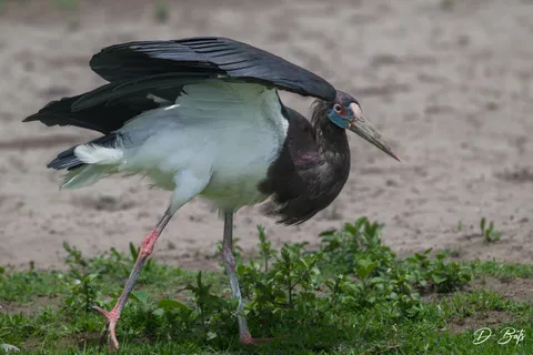 Cigogne d'Abdim