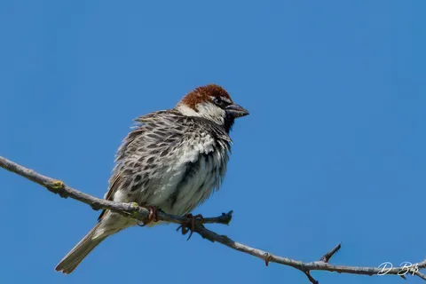 Moineau espagnol