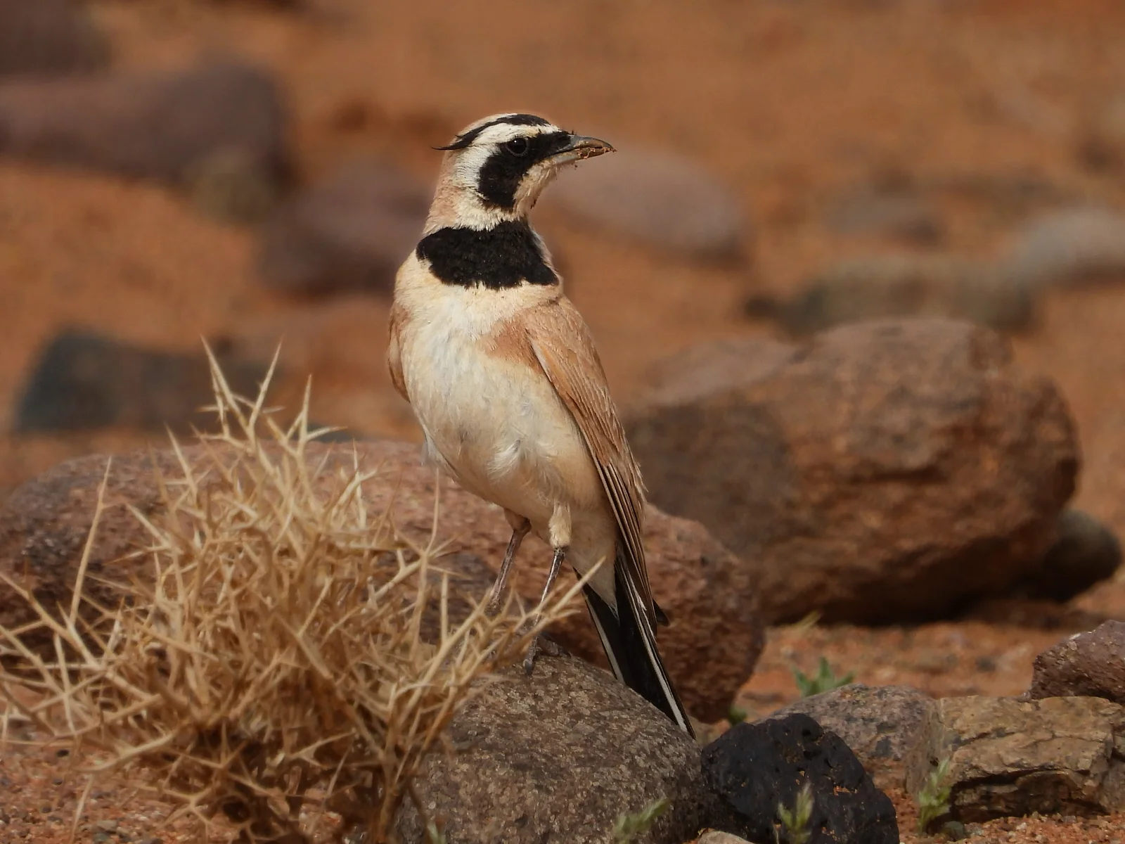 Alouette bilophe