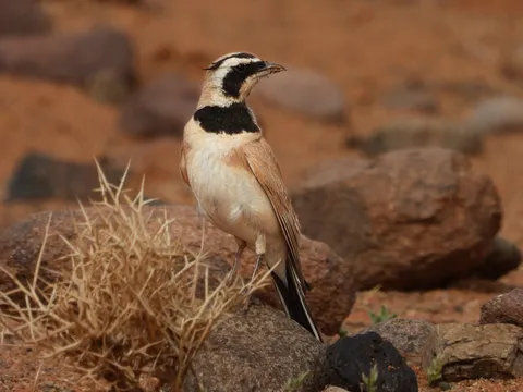Alouette bilophe