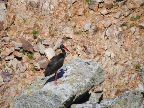 Cigogne noire