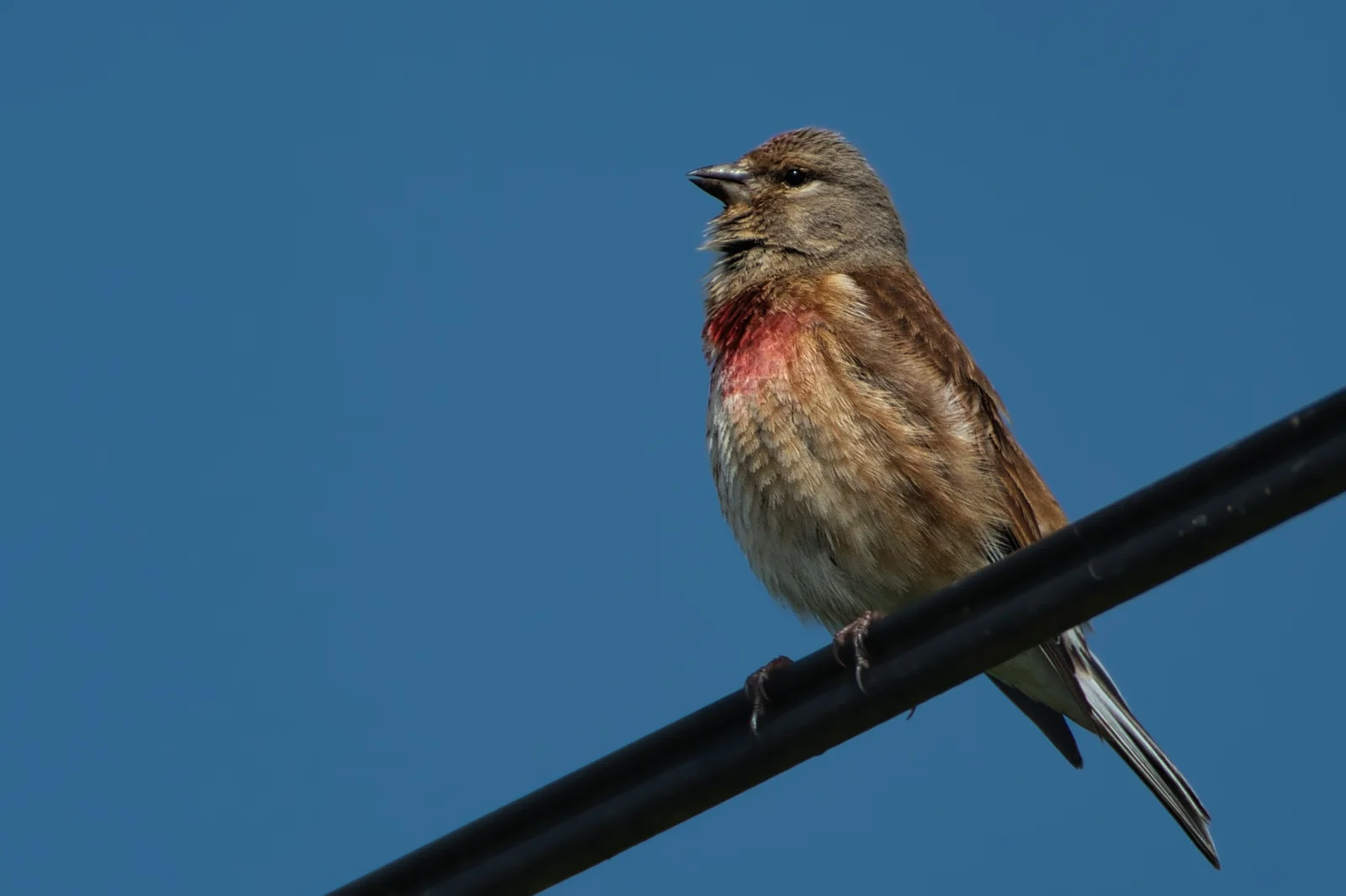 Linotte mélodieuse — Mâle nuptial