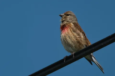 Linotte mélodieuse