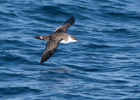 Puffin majeur