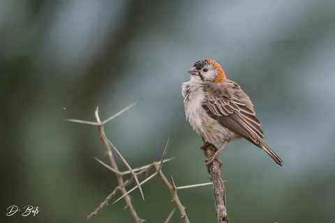Sporopipe quadrillé