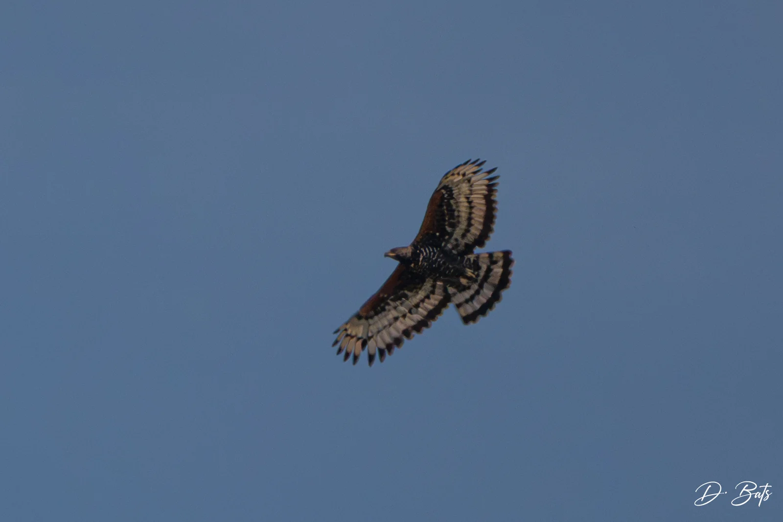 Aigle couronné