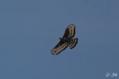 Aigle couronné
