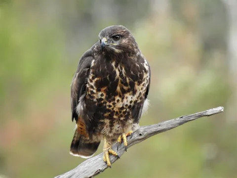 Buse variable