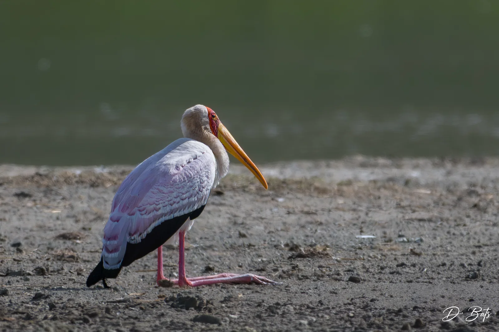 Tantale ibis