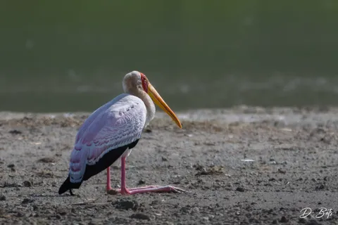 Tantale ibis