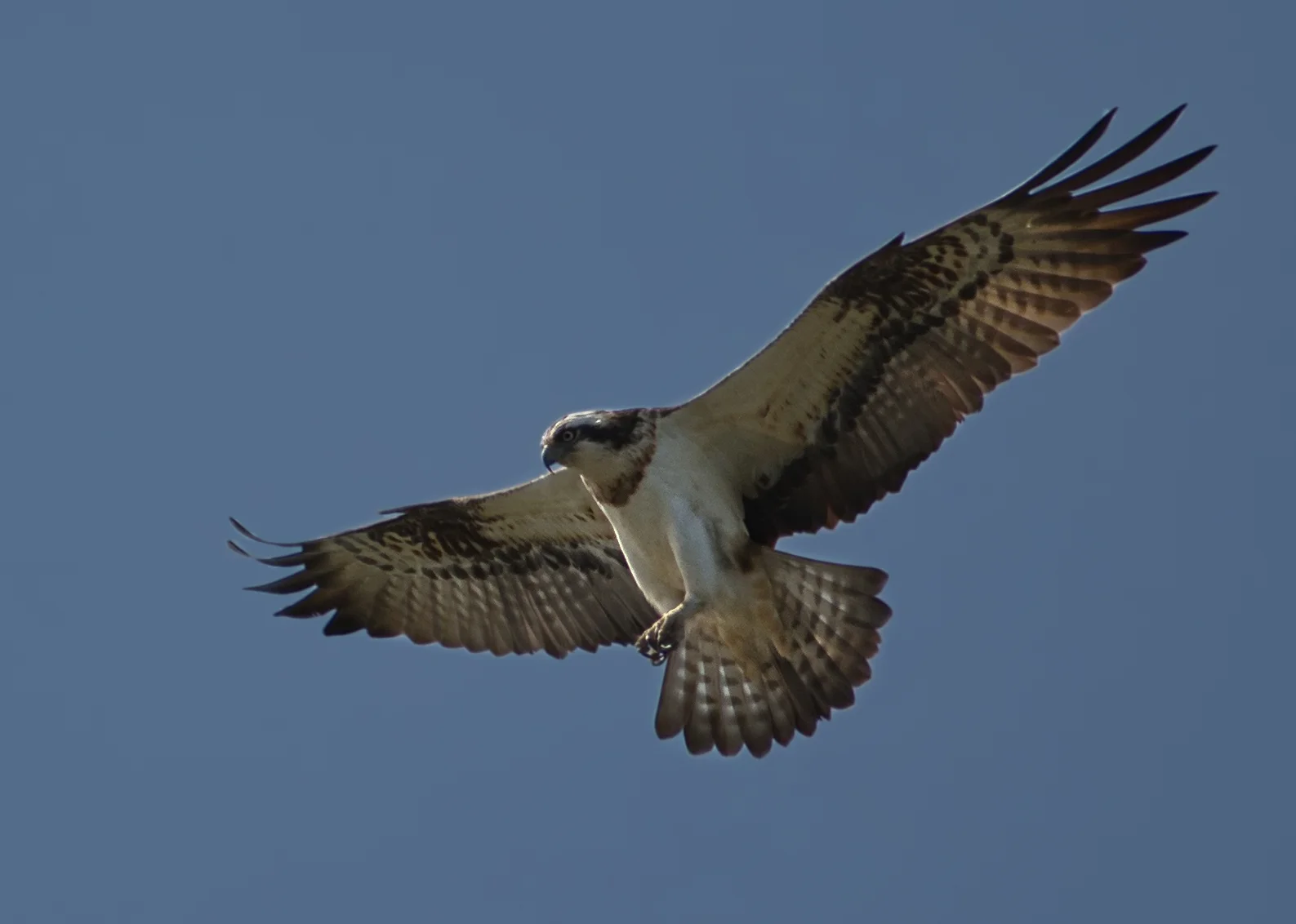 Balbuzard pêcheur