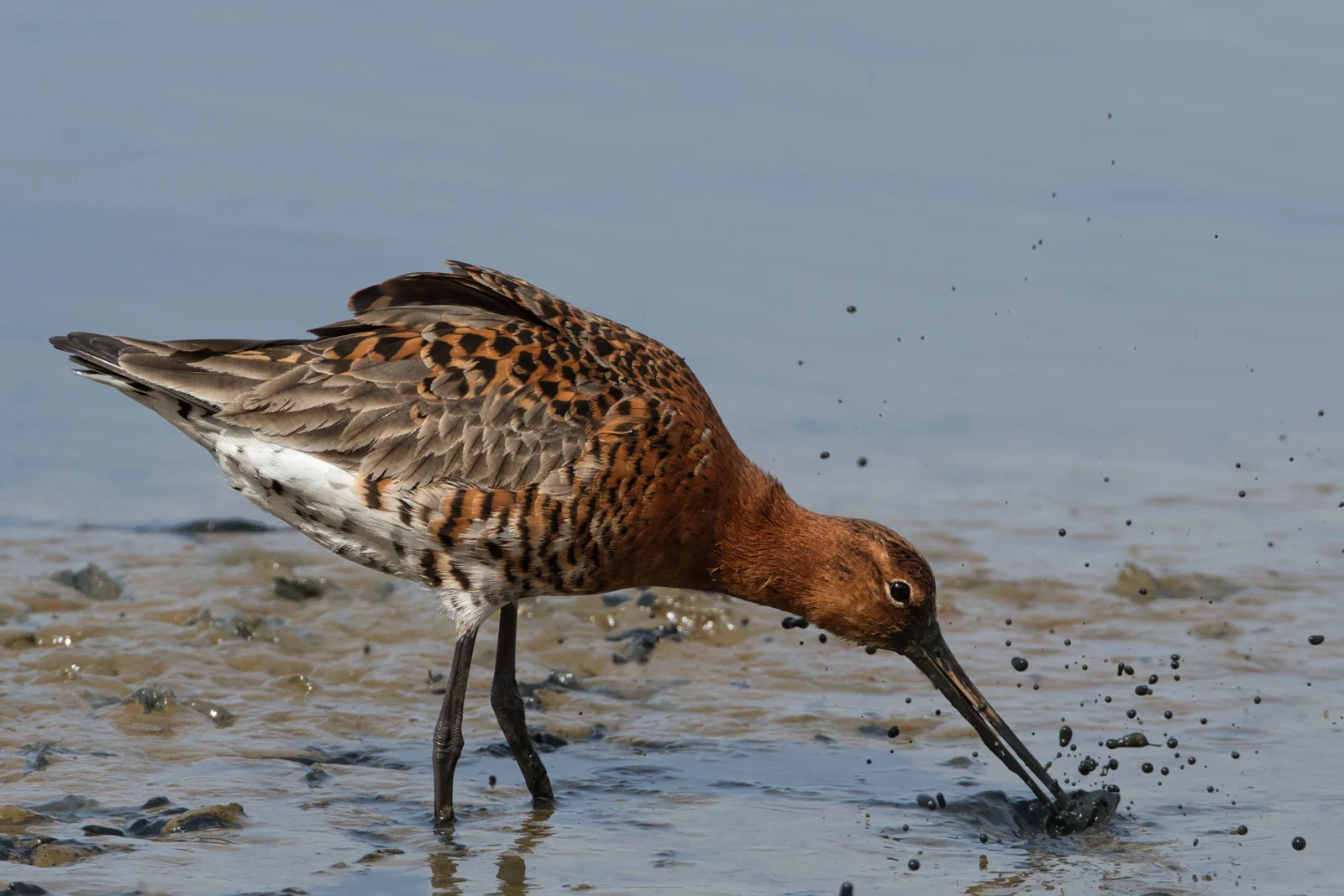 Barge à queue noire — Plumage nuptial