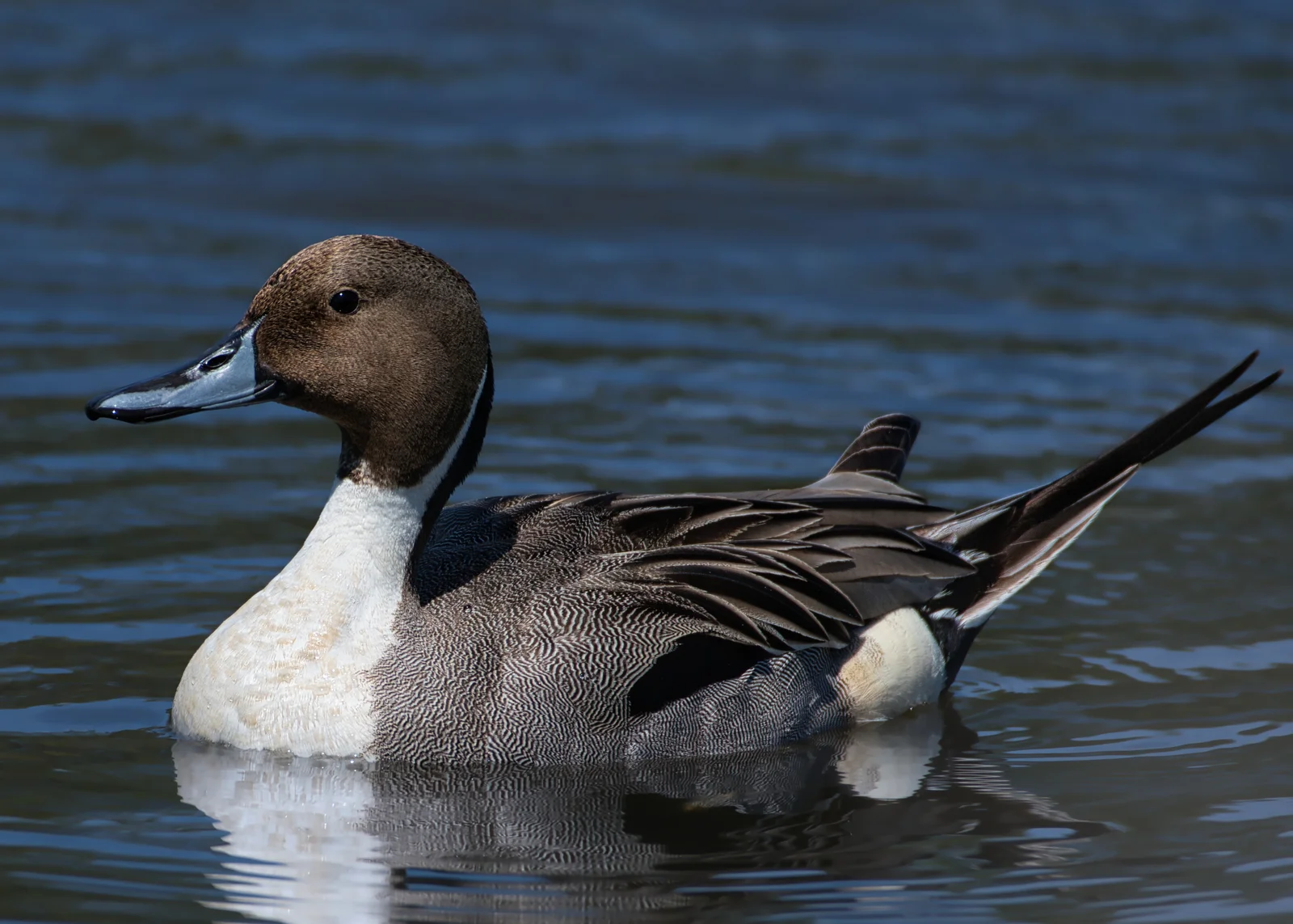 Canard pilet