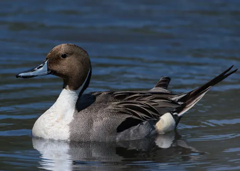 Canard pilet
