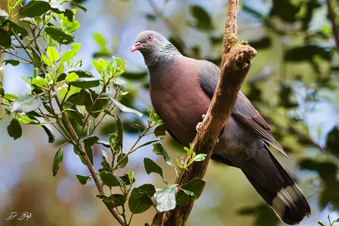 Pigeon de Bolle