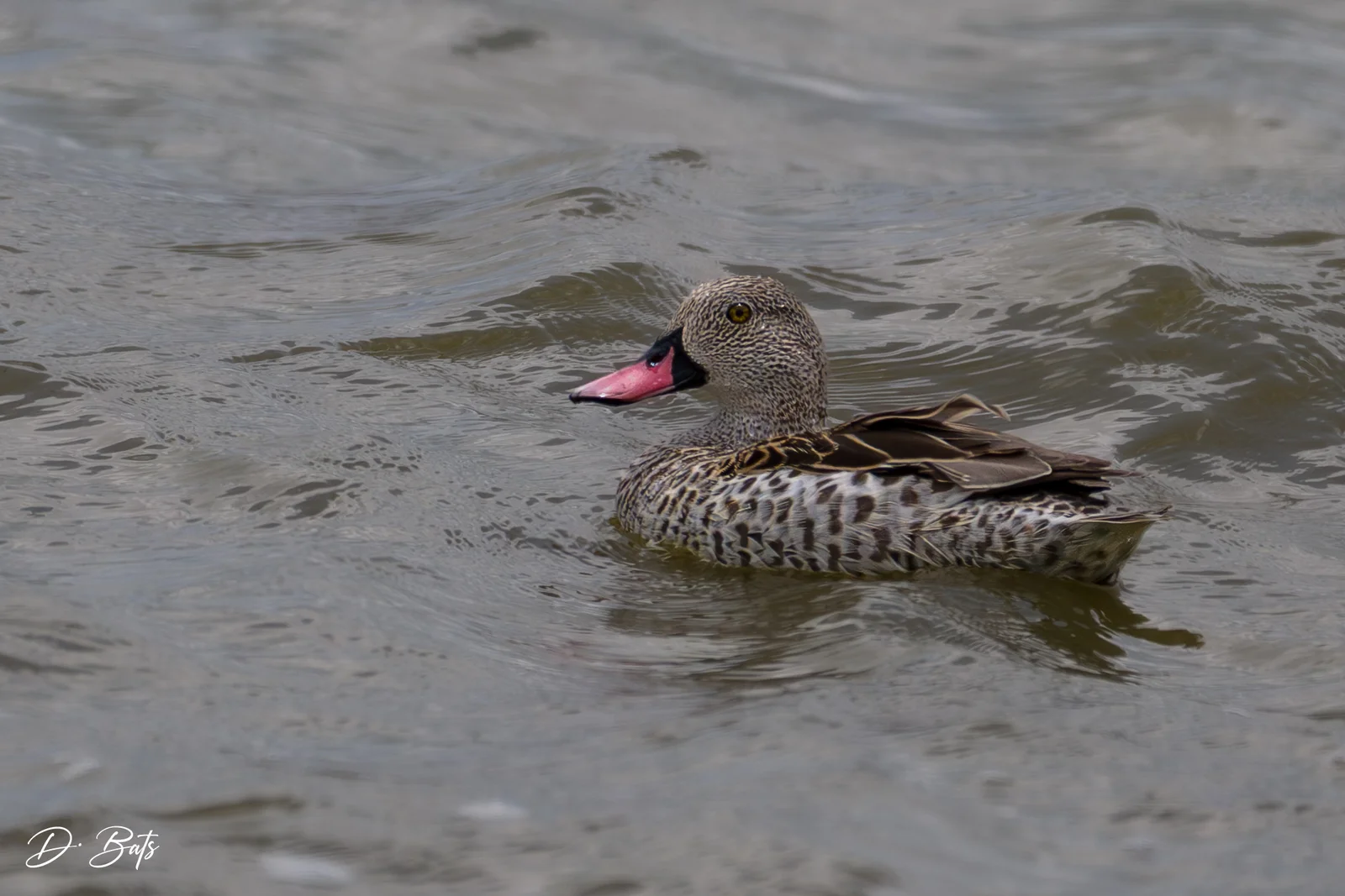 Canard du Cap