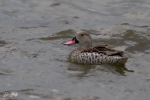 Canard du Cap