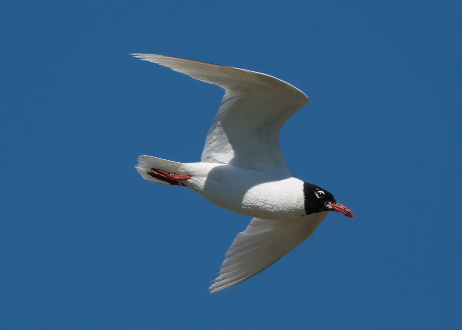 Mouette mélanocéphale