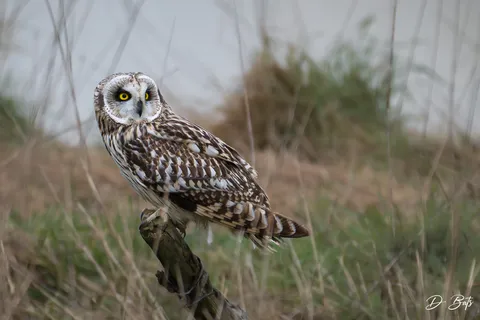 Hibou des marais