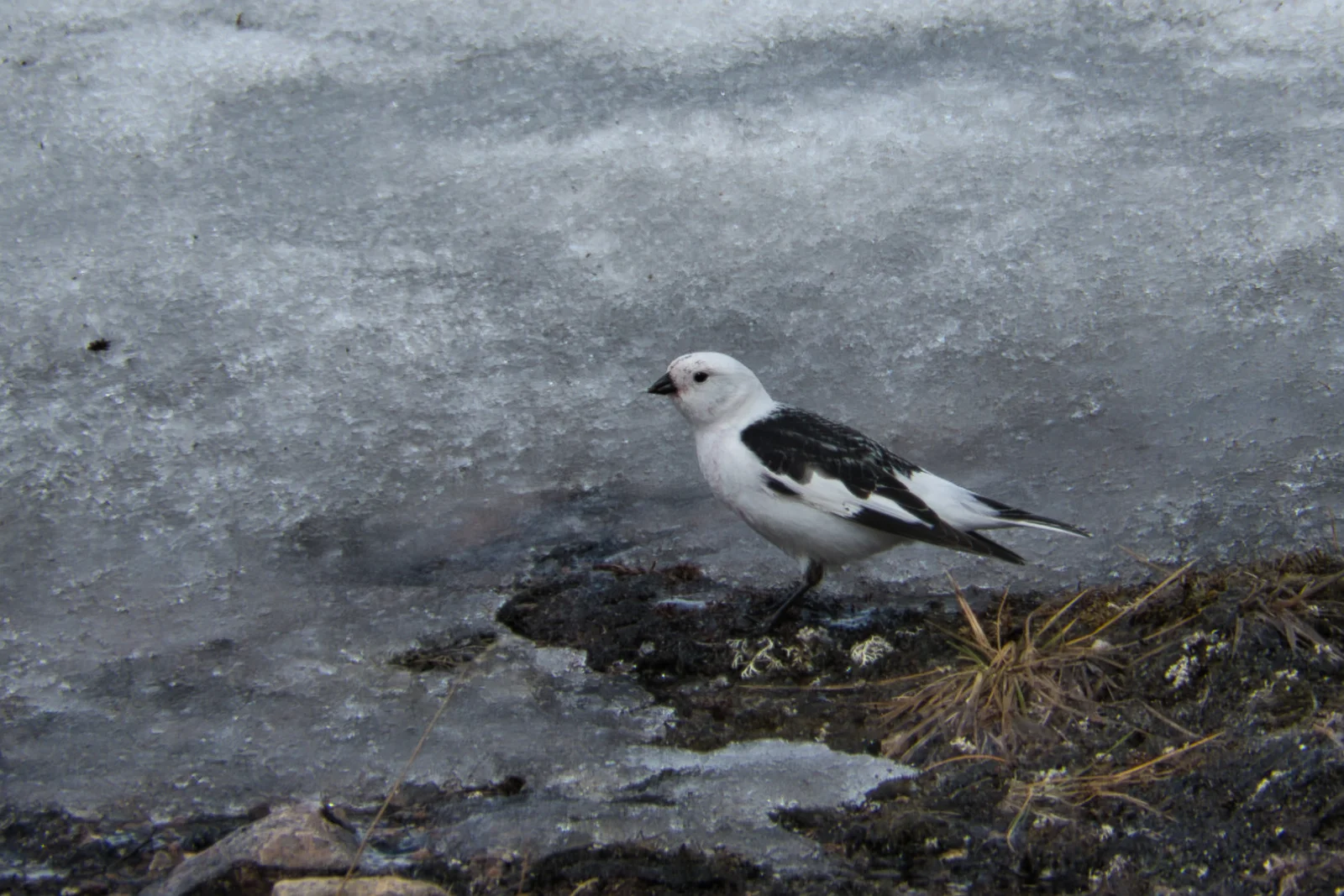 Bruant des neiges