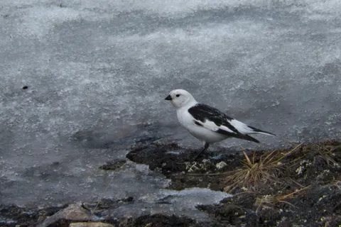 Bruant des neiges