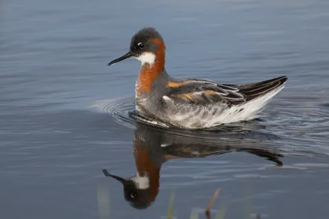 Phalarope à bec étroit