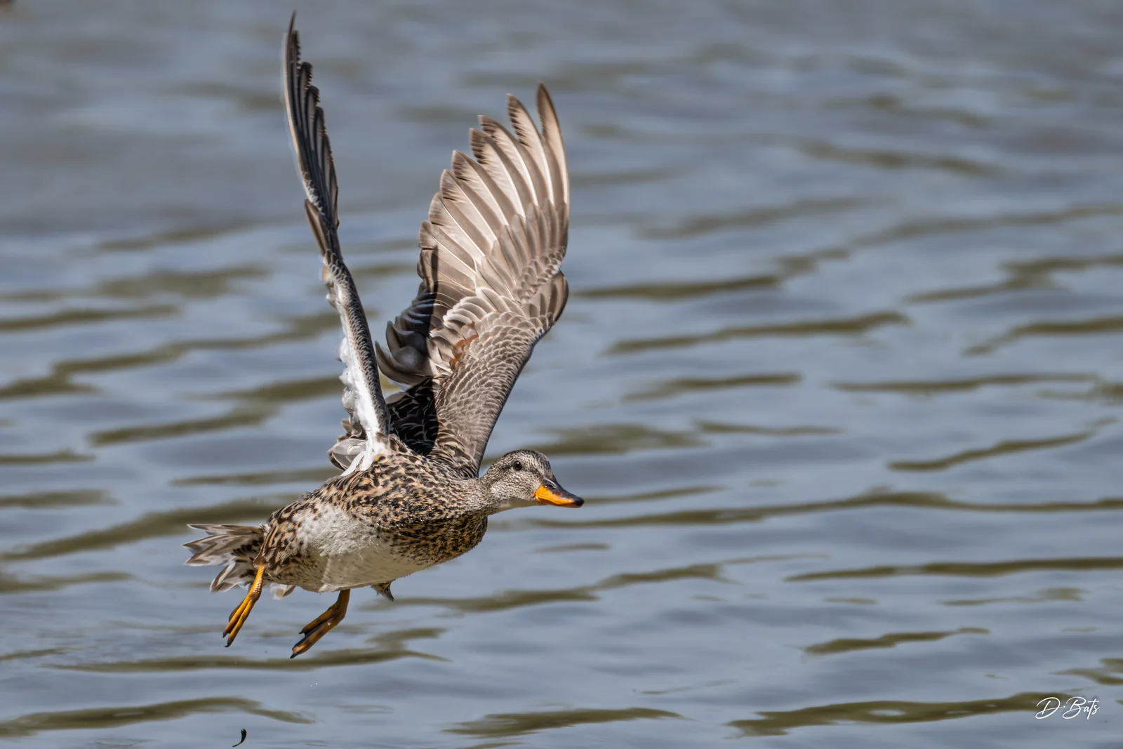 Canard chipeau