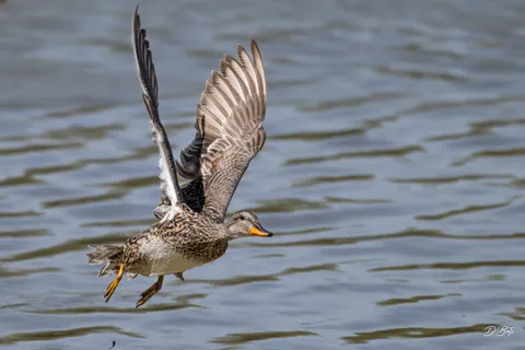Canard chipeau