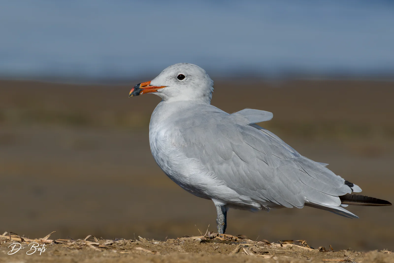 Goéland d'Audouin