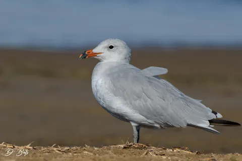 Goéland d'Audouin
