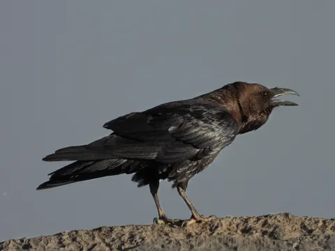 Corbeau brun