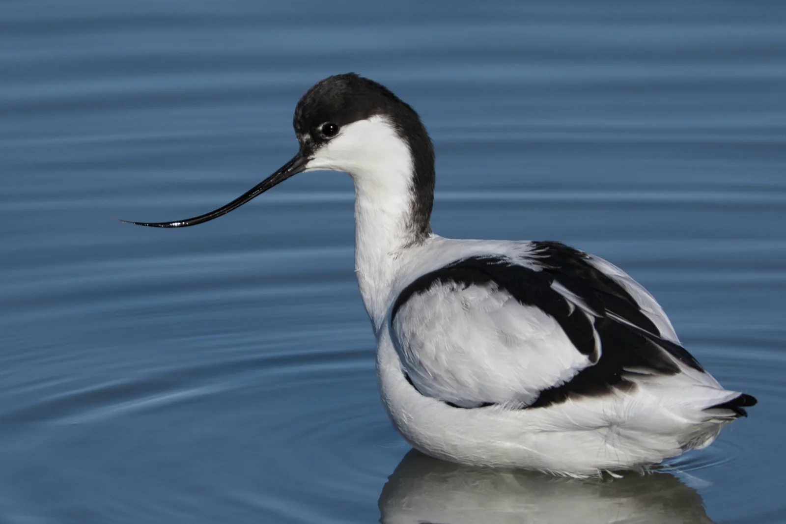 Avocette élégante