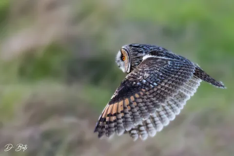 Hibou moyen-duc