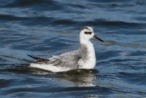 Phalarope à bec large