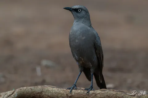 Choucador cendré