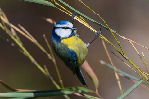 Mésange bleue