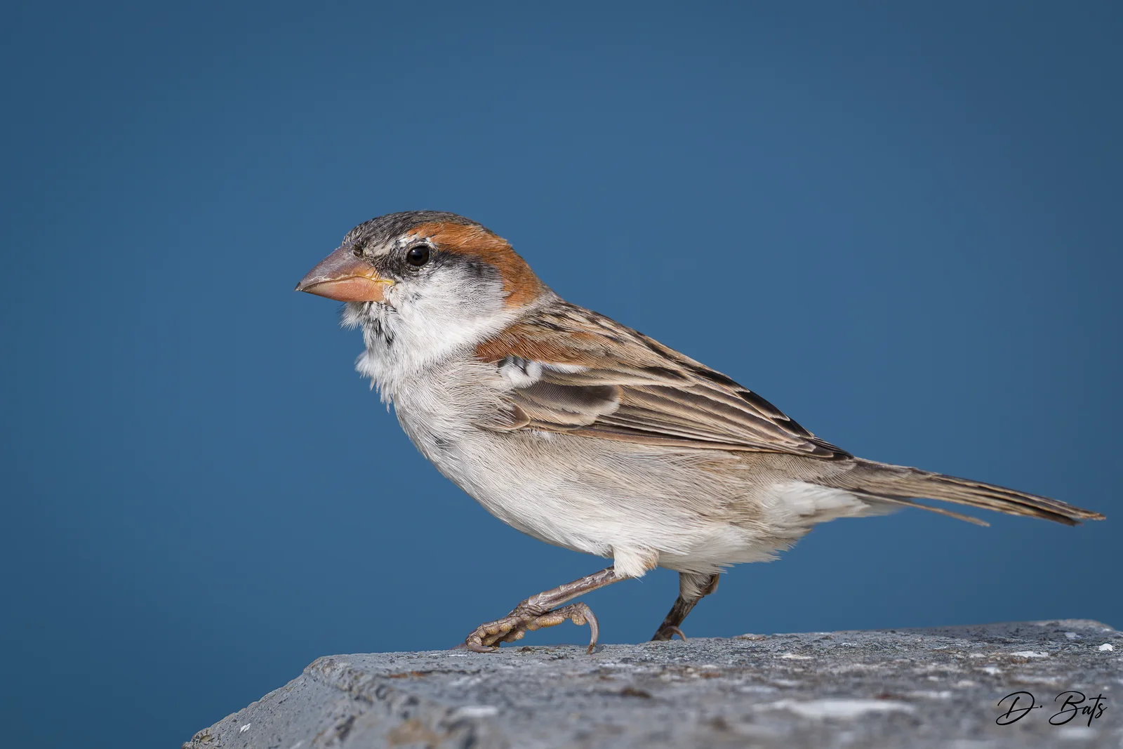 Moineau du Cap-Vert
