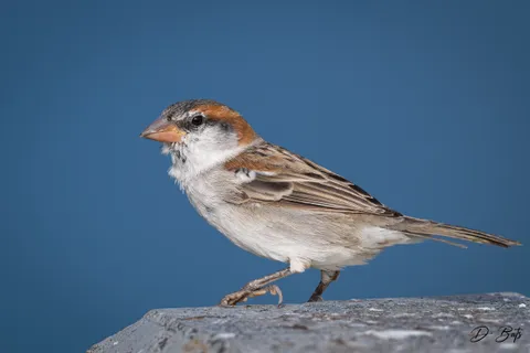 Moineau du Cap-Vert