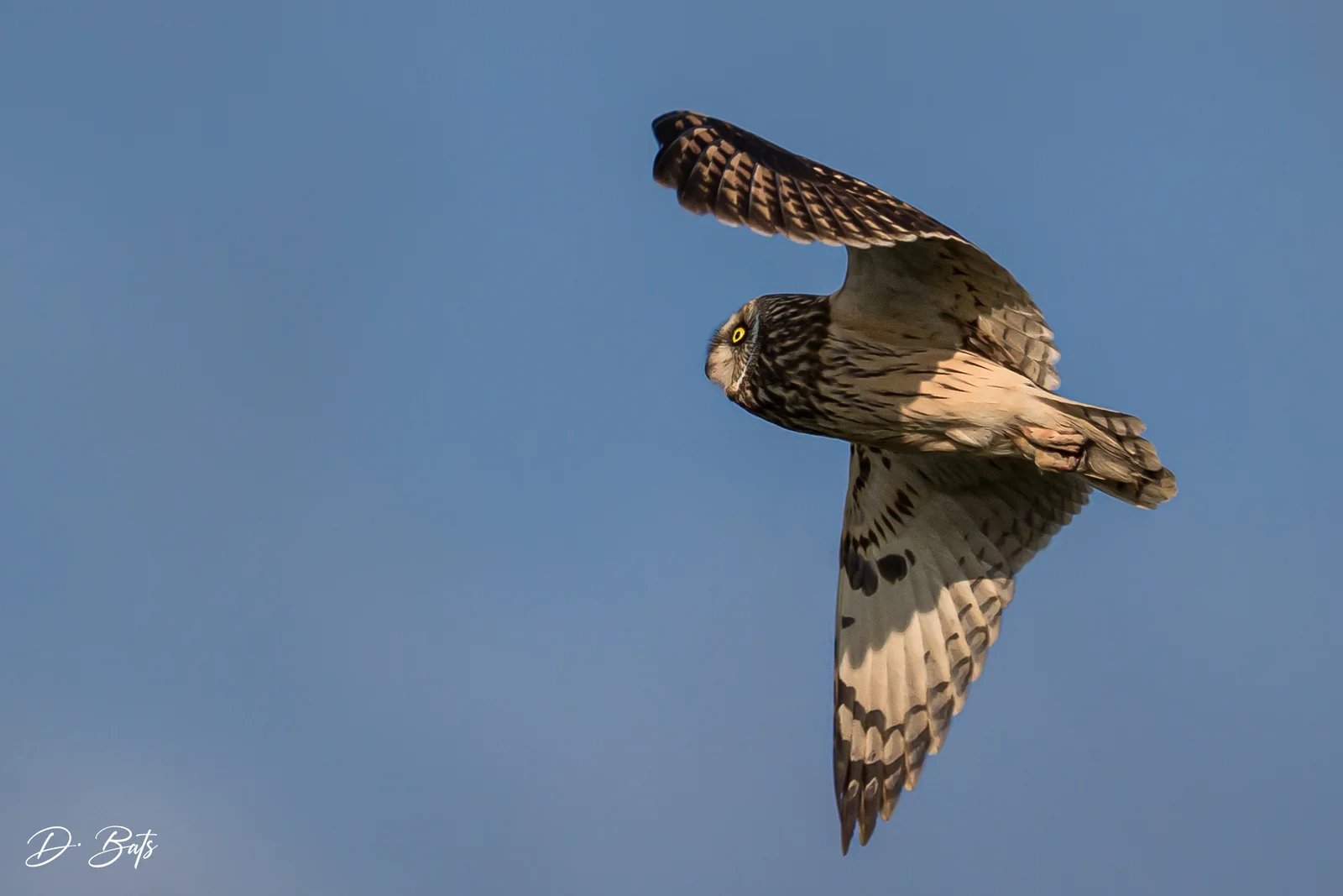 Hibou des marais