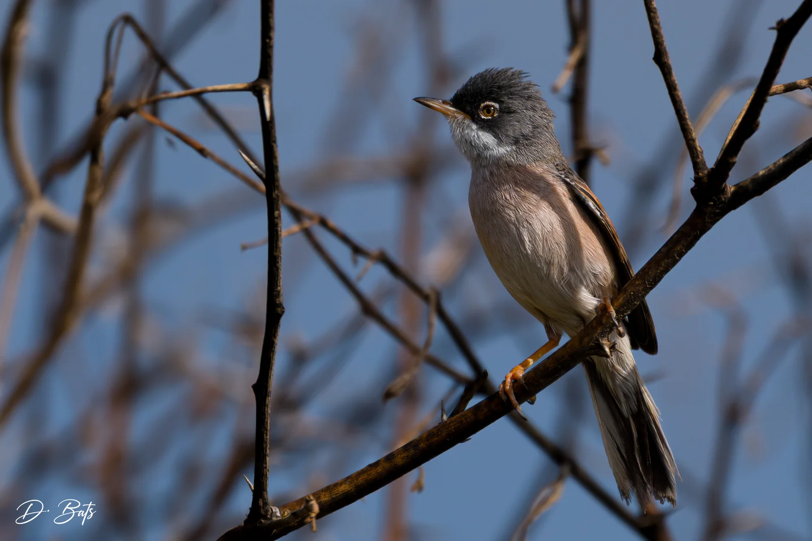 Fauvette à lunettes — ssp orbitalis