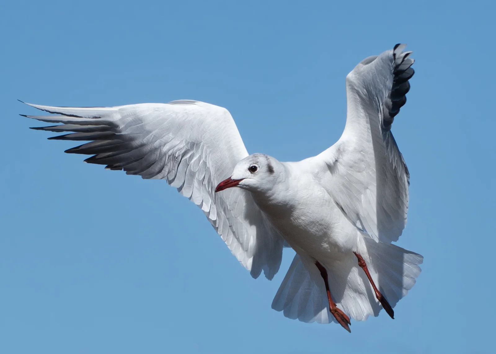 Mouette rieuse
