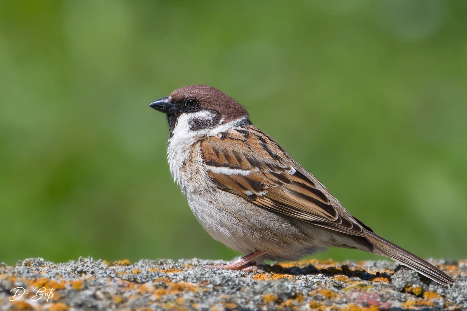 Moineau friquet