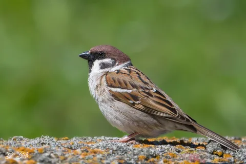 Moineau friquet