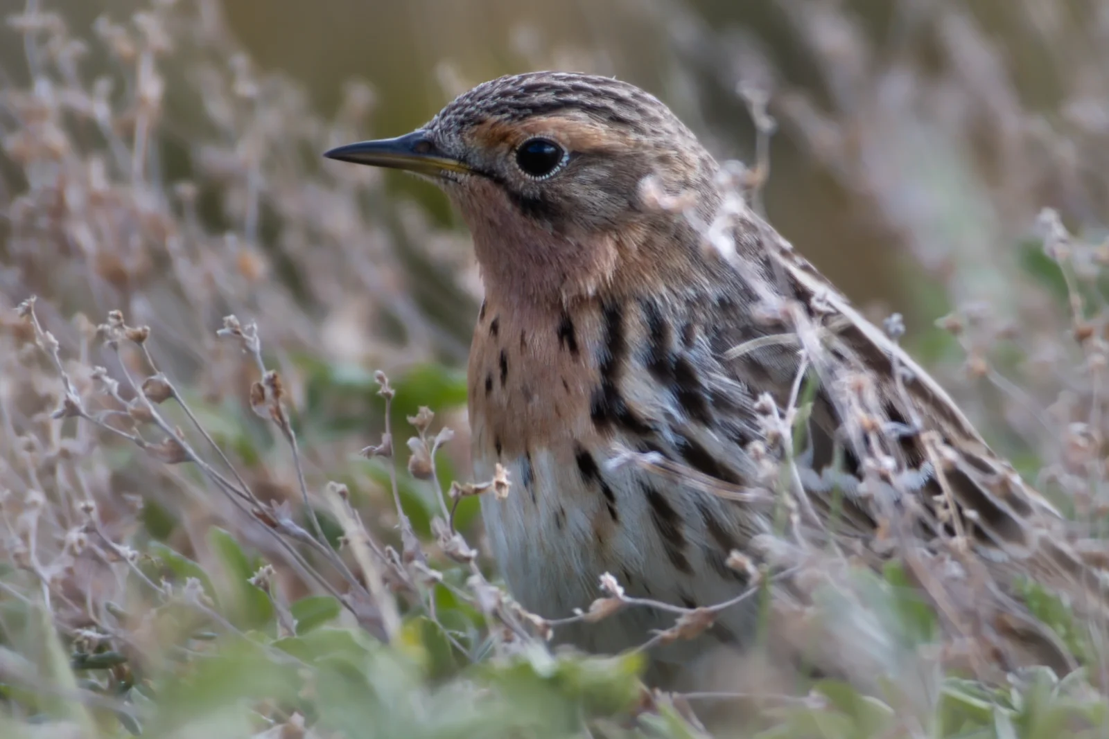 Pipit à gorge rousse
