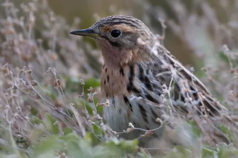 Pipit à gorge rousse